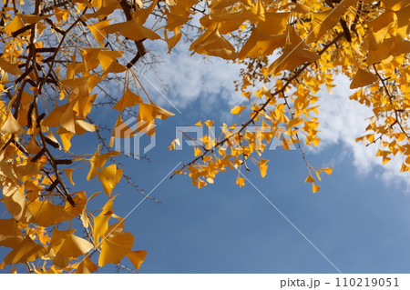 青空をバックに見ごろを迎えたイチョウの葉 ginkgo leaves behind blue sky 青空をバックに見ごろを迎えたイチョウの葉 ginkgo leaves behind blue sky 110219051