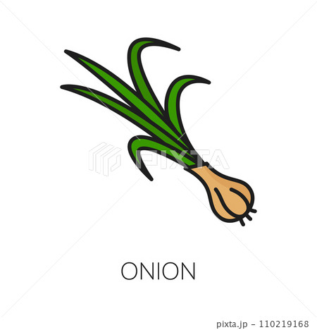 Onion root vegetable with leaves, color outline icon. Vector grocery veggie spicy food. Whole nutrition tuber. Root vegetable, onion unpeeled bulb 110219168
