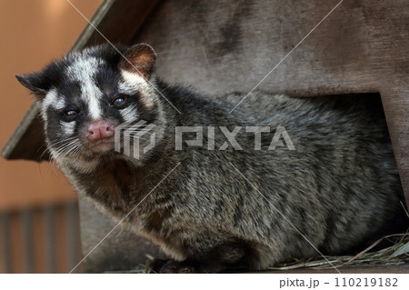 巣箱から顔を出したハクビシン 110219182