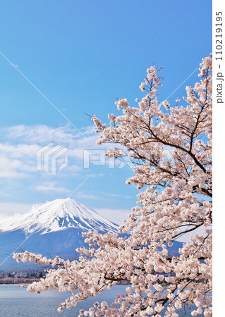 日本の春　富士山と桜 110219195