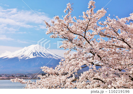 日本の春 富士山と桜 日本の春 富士山と桜 110219196