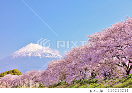 日本の春　富士山と桜 110219211