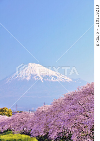 日本の春 富士山と桜 日本の春 富士山と桜 110219213