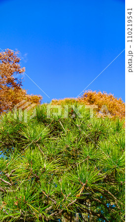 松の木 110219541