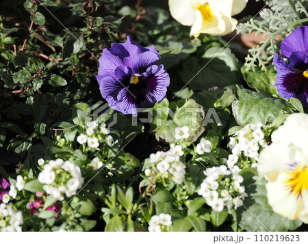 種から育てたフリルパンジーとアリッサムの寄せ植え 種から育てたフリルパンジーとアリッサムの寄せ植え 110219623