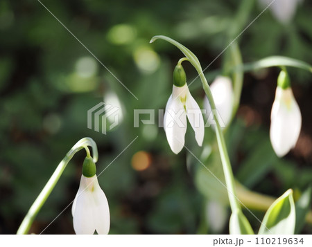 冬の花壇に咲くスノードロップの花 冬の花壇に咲くスノードロップの花 110219634