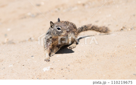 Fluffy ground squirrel rodent marmotini animal in natural habitat 110219675
