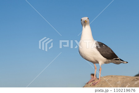 Larus marinus gull bird standing on rock sky background, copy space 110219676