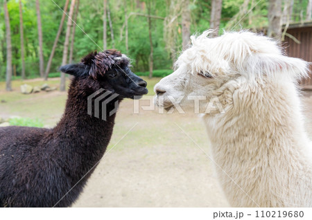 Black and white llamas alpacas natural background Black and white llamas alpacas natural background 110219680