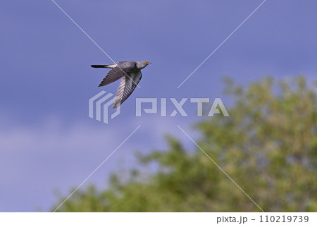 カッコウ⑨（北海道） 110219739