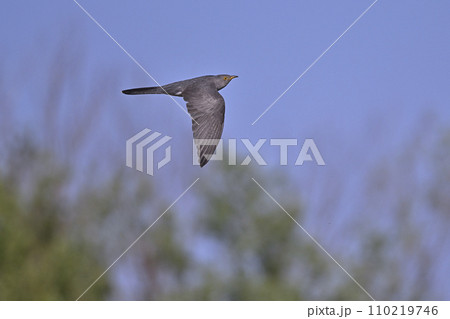 カッコウ㉖(北海道) カッコウ㉖(北海道) 110219746