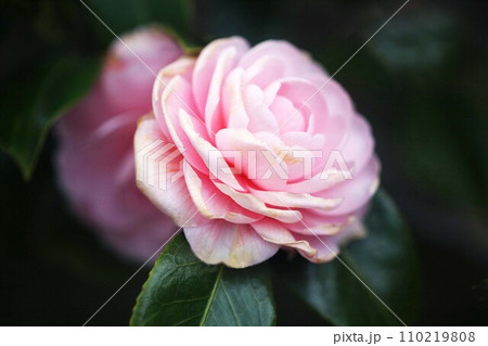 春を先取り、乙女椿の花咲く 春を先取り、乙女椿の花咲く 110219808