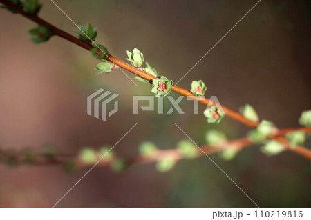 ユキヤナギの芽吹き始まる ユキヤナギの芽吹き始まる 110219816