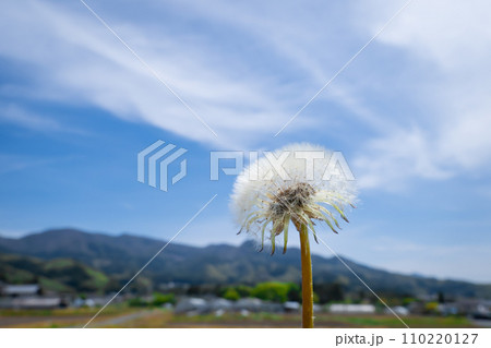 たんぽぽの綿毛と青空 たんぽぽの綿毛と青空 110220127