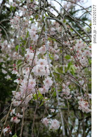 上賀茂神社の枝垂れ桜 上賀茂神社の枝垂れ桜 110220177