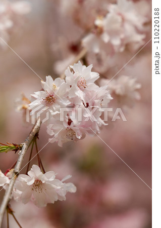 上賀茂神社の枝垂れ桜 上賀茂神社の枝垂れ桜 110220188