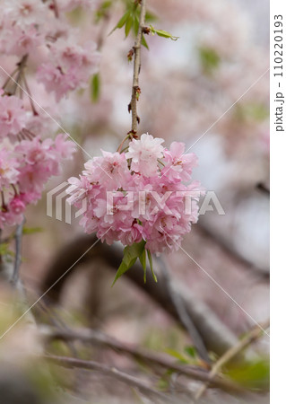 上賀茂神社の枝垂れ桜 110220193