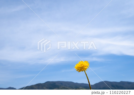 青空にタンポポの黄色い花 110220227