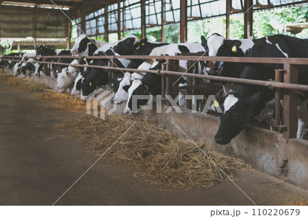 ranch ranch 110220679