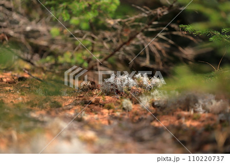 山の中に自生する苔 110220737