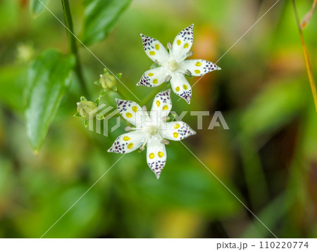 アケボノソウのある風景 110220774
