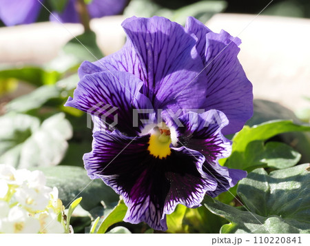 種から育てた紫色フリルパンジー 110220841