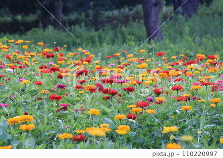 国営ひたち海浜公園 110220997