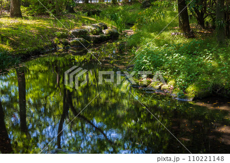 静岡県三島市の春 新緑の源兵衛川 静岡県三島市の春 新緑の源兵衛川 110221148