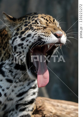 あくびをするジャガーの横顔 110221272