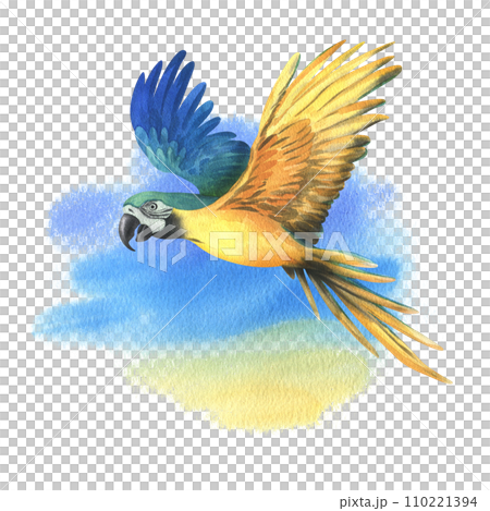 Tropical flying blue-yellow macaw parrot. Hand drawn watercolor botanical illustration. Isolated element on a blue spot background. 110221394