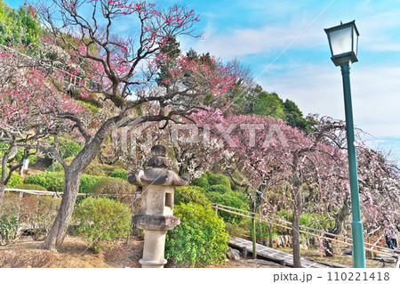 東京都大田区 早春の池上梅園満開の梅の花を際立たせる外灯 110221418