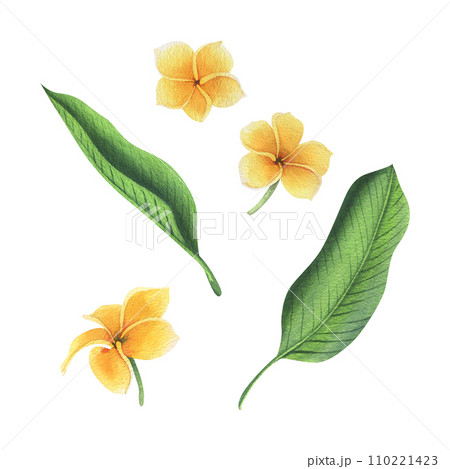 Tropical flowers and leaves of plumeria, frangipani bright juicy yellow, green. Hand drawn watercolor botanical illustration. Set of isolated elements on a white background. Tropical flowers and leaves of plumeria, frangipani bright juicy yellow, green. Hand drawn watercolor botanical illustration. Set of isolated elements on a white background. 110221423