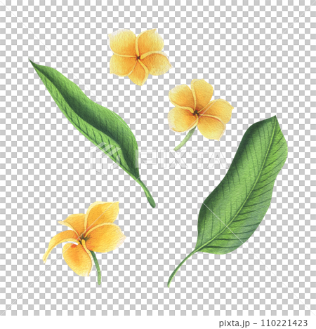 Tropical flowers and leaves of plumeria, frangipani bright juicy yellow, green. Hand drawn watercolor botanical illustration. Set of isolated elements on a white background. Tropical flowers and leaves of plumeria, frangipani bright juicy yellow, green. Hand drawn watercolor botanical illustration. Set of isolated elements on a white background. 110221423