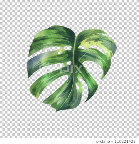 Tropical palm leaves, monstera bright juicy green. Hand drawn watercolor botanical illustration. Isolated element on a white background. Tropical palm leaves, monstera bright juicy green. Hand drawn watercolor botanical illustration. Isolated element on a white background. 110221428