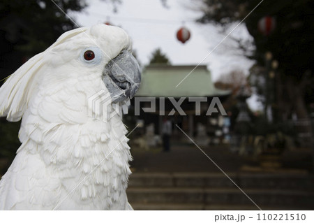 2024初もうで　オウム　タイハクオウム　初もうで　cockatoo　鳥 110221510