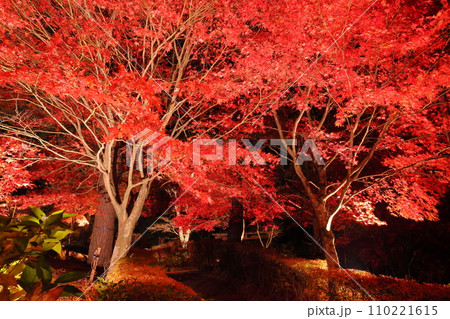 山梨県南都留郡山中湖村平野　山中湖畔の旭日丘湖畔緑地公園　夕焼けの渚紅葉まつりのライトアップのもみじ 110221615