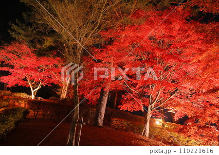 山梨県南都留郡山中湖村平野 山中湖畔の旭日丘湖畔緑地公園 夕焼けの渚紅葉まつりのライトアップのもみじ 山梨県南都留郡山中湖村平野 山中湖畔の旭日丘湖畔緑地公園 夕焼けの渚紅葉まつりのライトアップのもみじ 110221616