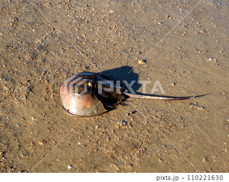 カブトガニのいる風景 カブトガニのいる風景 110221630