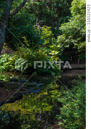 静岡県三島市の春 新緑の源兵衛川 静岡県三島市の春 新緑の源兵衛川 110222423