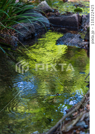 静岡県三島市の春 新緑の源兵衛川 静岡県三島市の春 新緑の源兵衛川 110222425