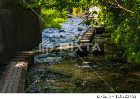 静岡県三島市の春　新緑の源兵衛川 110222452