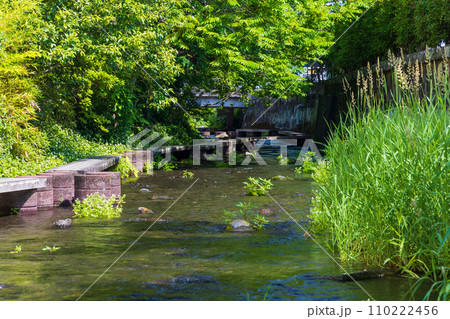 静岡県三島市の春　新緑の源兵衛川 110222456