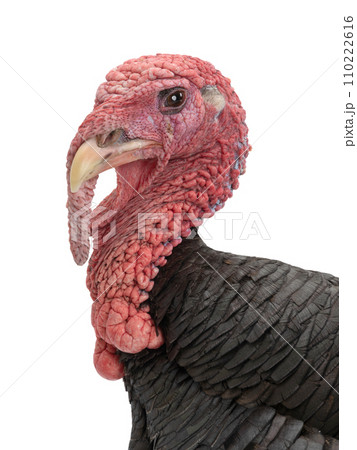 portrait of a bronze male turkey isolated on a white background 110222616