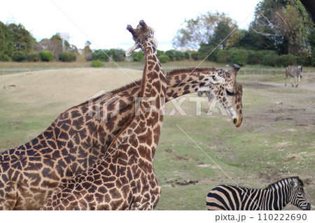 仲良しな2匹のキリン 仲良しな2匹のキリン 110222690