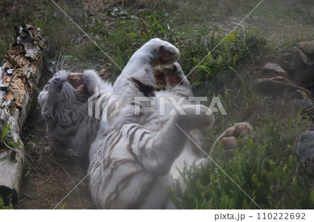 大きなあくびをしながら寝転がるホワイトタイガー 110222692
