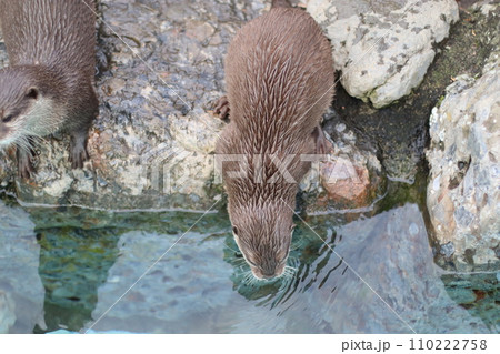 水に入るカワウソ 110222758