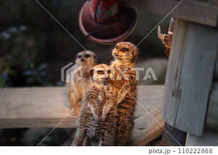 明かりに照らされるミーアキャット 110222868