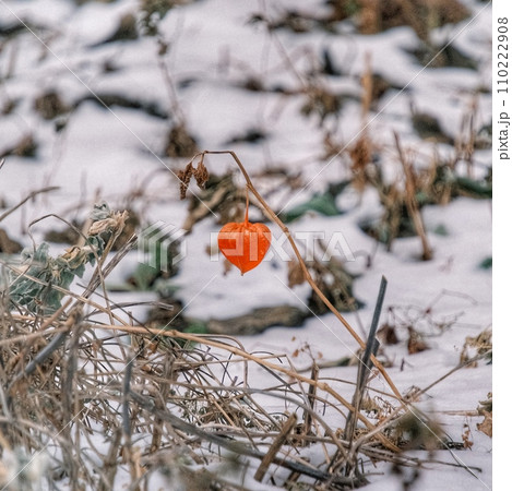 ホオズキと雪 110222908
