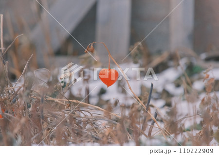 ホオズキと雪 110222909