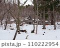 赤神神社五社堂 雪景色 110222954